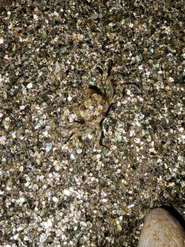 Scopimera globosa
