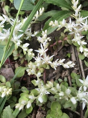 Sedum ternatum