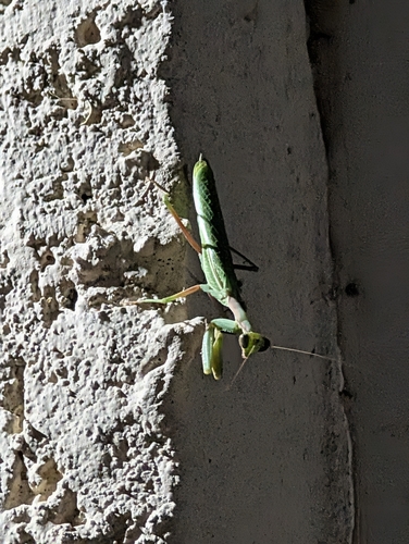 Dot-Winged Mantis