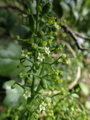 Thesium triflorum