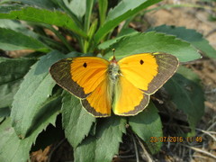 Colias myrmidone