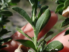 Felicia erigeroides