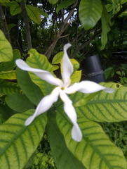 Tabernaemontana pachysiphon