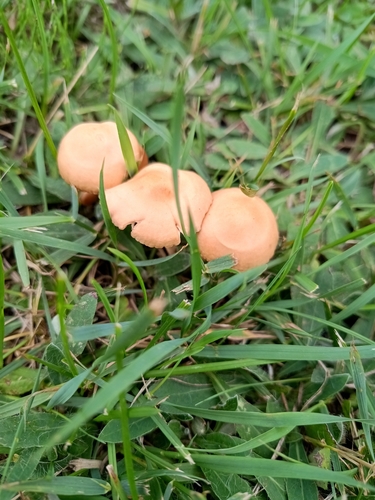 fairy ring marasmius