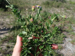 Felicia erigeroides
