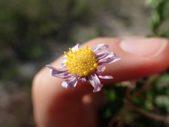 Felicia erigeroides
