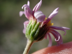 Felicia erigeroides