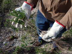 Felicia erigeroides