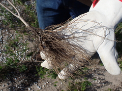 Felicia erigeroides