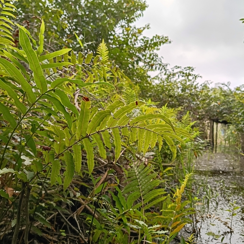 toothed midsorus fern