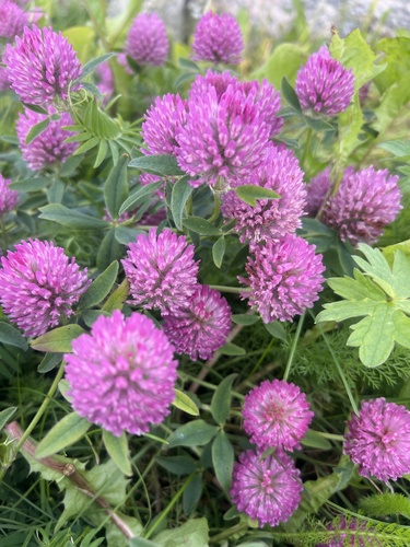 Red Clover