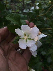 Malacothamnus involucratus