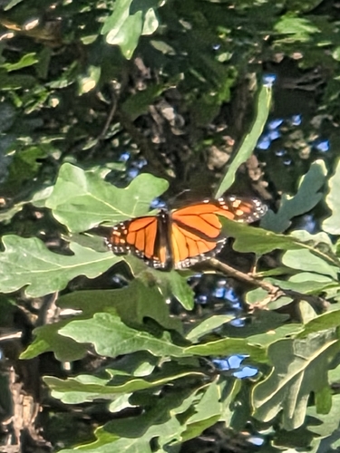 Monarch