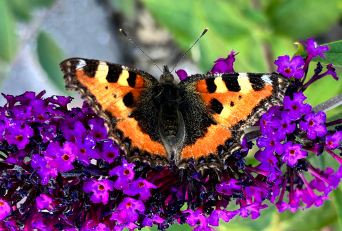 Small Tortoiseshell
