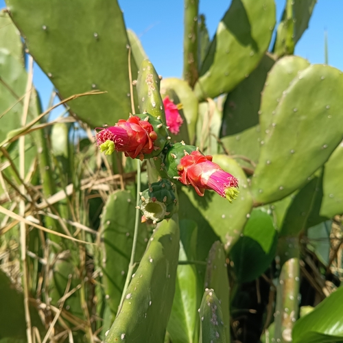 Cochineal Nopal Cactus