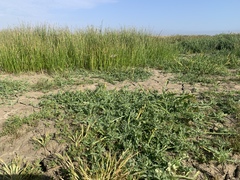 Eleocharis macrostachya