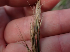 Stipa dregeana