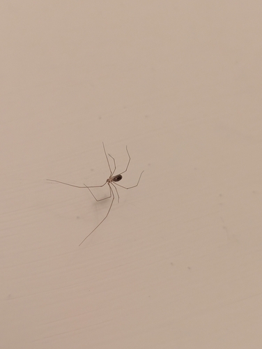 Long-bodied Cellar Spider