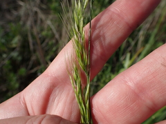 Stipa dregeana