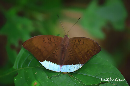 Common Earl