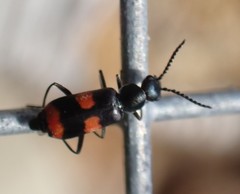 Anthocomus fasciatus