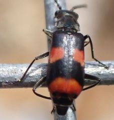 Anthocomus fasciatus
