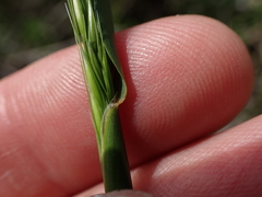 Stipa dregeana