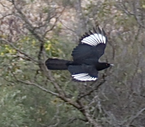 White-winged Chough