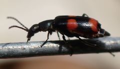 Anthocomus fasciatus