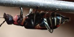Anthocomus fasciatus