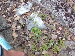 Lapsana communis intermedia