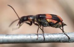 Anthocomus fasciatus