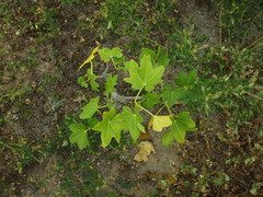 Malva assurgentiflora glabra