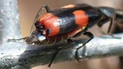 Anthocomus fasciatus