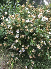 Malacothamnus involucratus