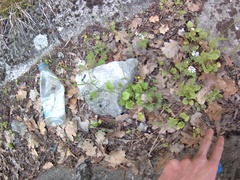 Lapsana communis intermedia