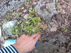 Lapsana communis intermedia