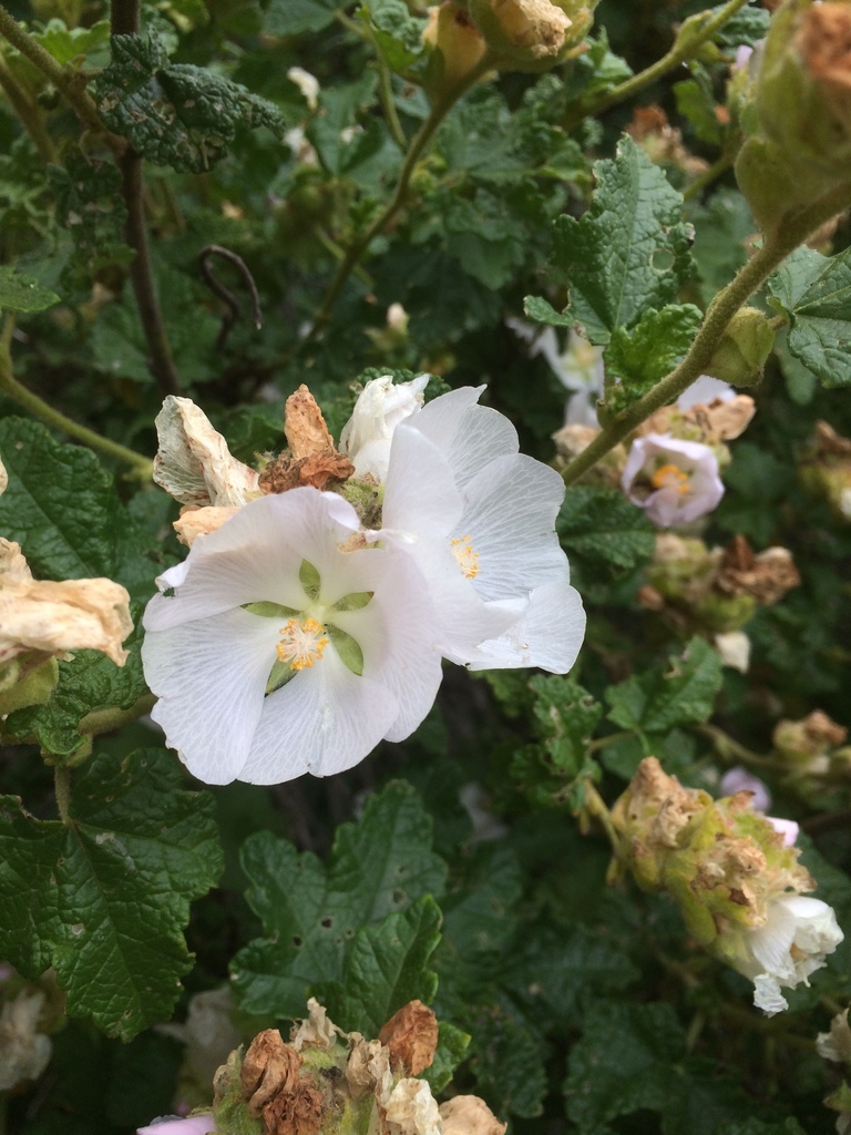Carmel Valley bushmallow