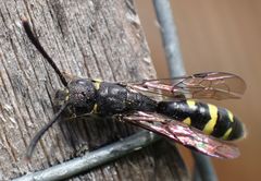 Monosapyga clavicornis