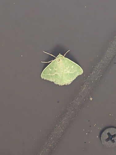 Essex Emerald