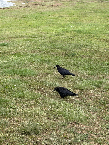 Rook