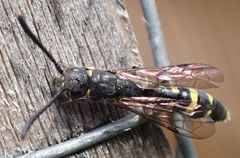 Monosapyga clavicornis