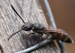 Monosapyga clavicornis