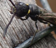 Monosapyga clavicornis