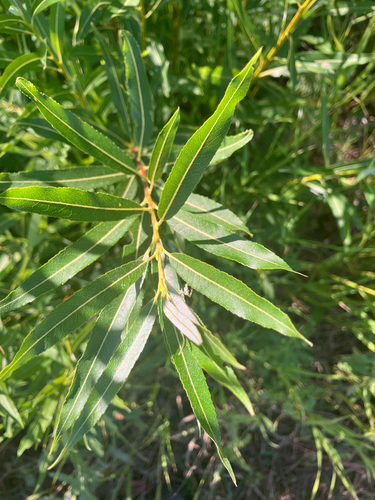 meadow willow