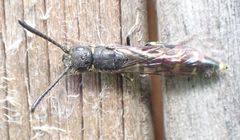 Monosapyga clavicornis