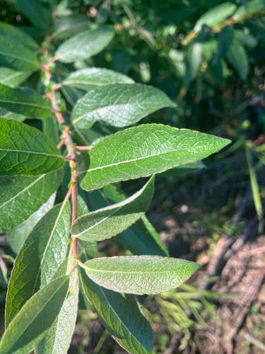 bebb's willow