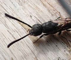 Monosapyga clavicornis