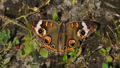 Junonia coenia coenia