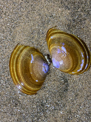 Nuttallia ezonis